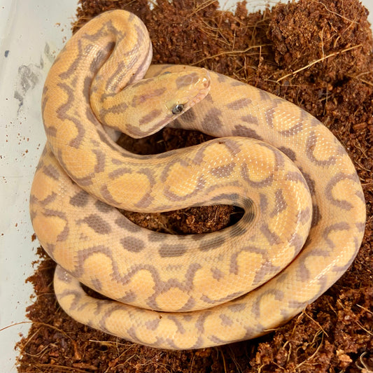 Pair T+ Albino Colombian Rainbow Boas Male & Female 2025