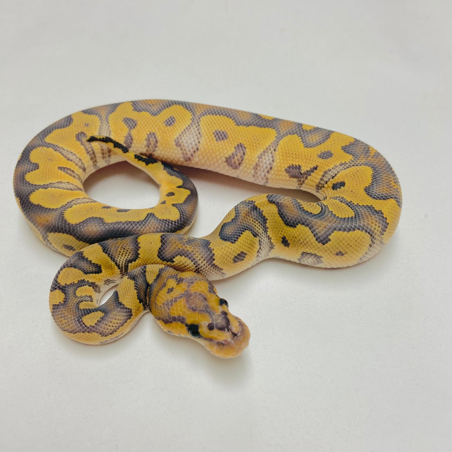 Hypo Clown Ball Python Female 2025F05