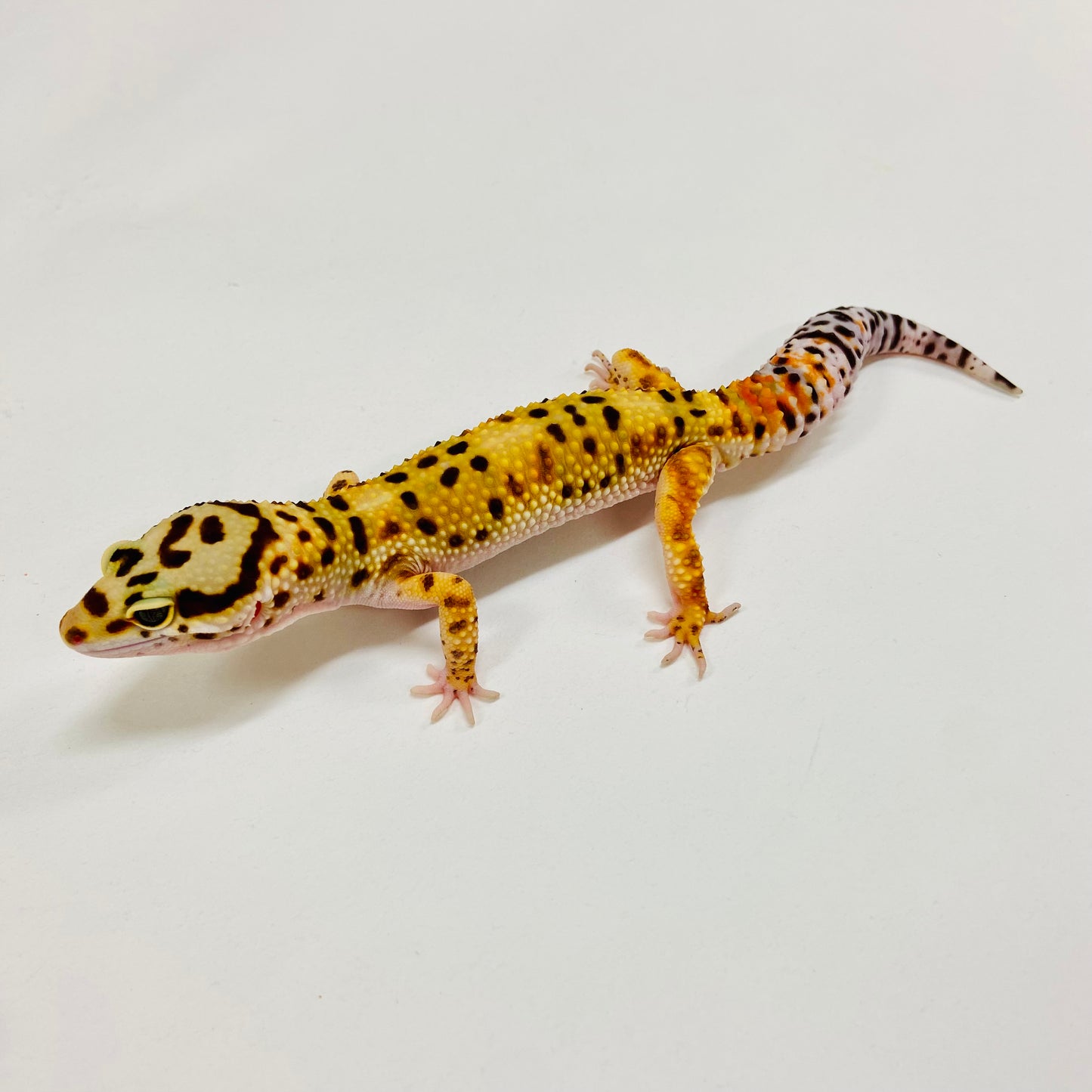 Tangerine Leopard Gecko Male H-A4-91524-1