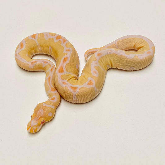 Albino Clown Ball Python Male 2025M01