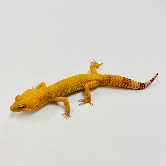 Raptor Leopard Gecko Male I-C7-72823-1