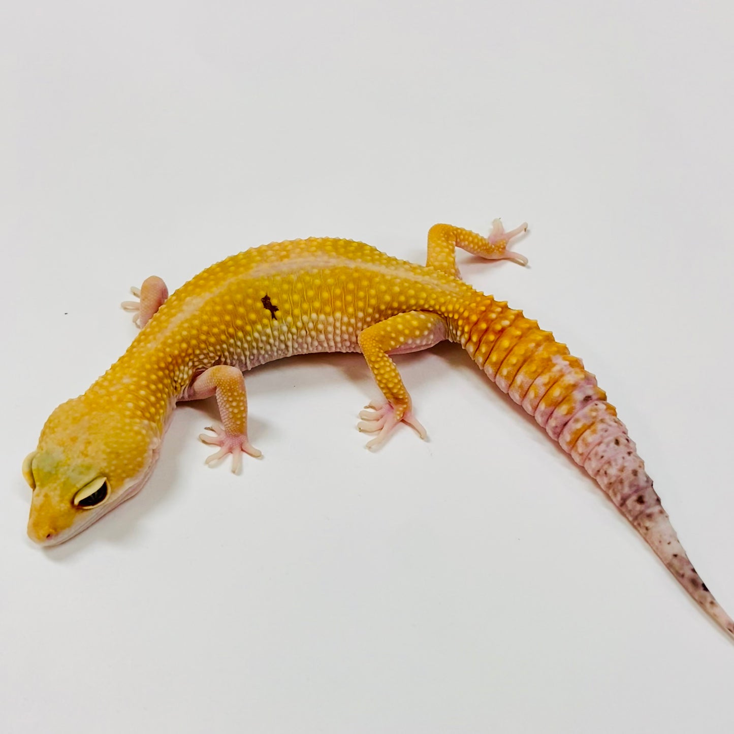Adult Group 1.3 Tangerine WY Eclipse Leopard Gecko LBG-03