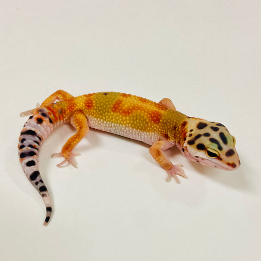 Citrine Leopard Gecko 2025-118
