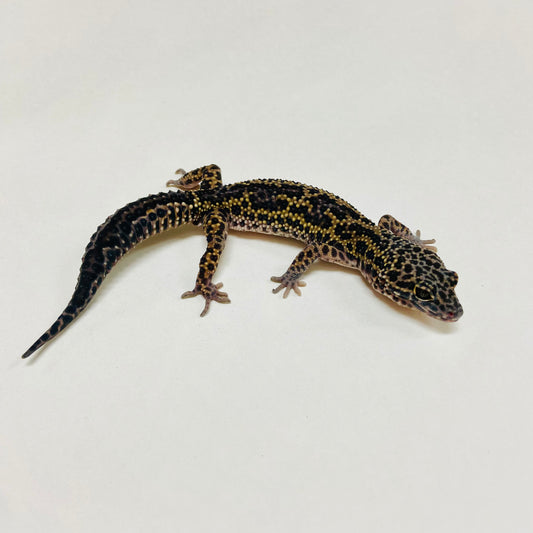 Dark Mack Snow Leopard Gecko Male B-B3-80824-1
