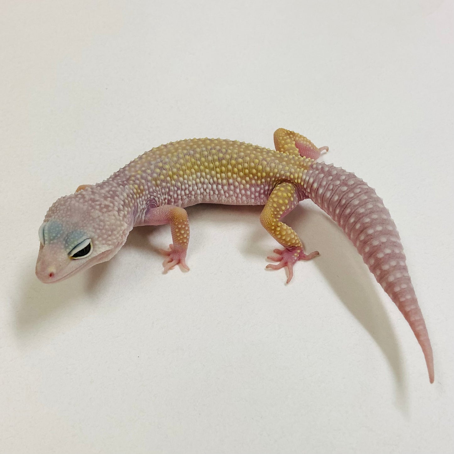 Murphy Patternless Pos MS Leopard Gecko Female 2025-201