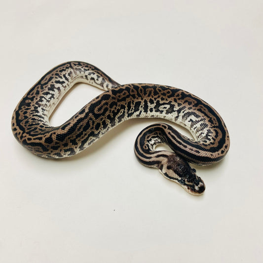 Super Lori Leopard Ball Python Male 2025M01