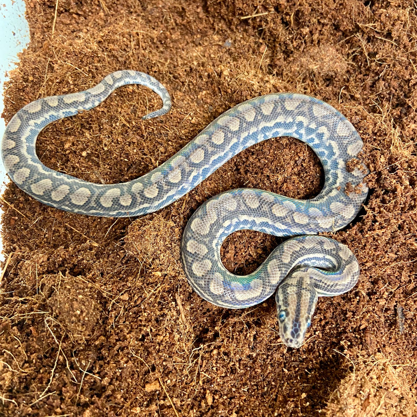 Colombian Rainbow Boa 2025 Male M01