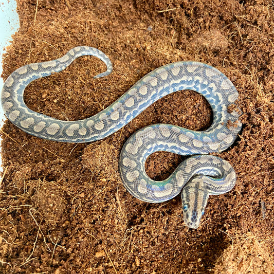 Colombian Rainbow Boa 2025 Male M01