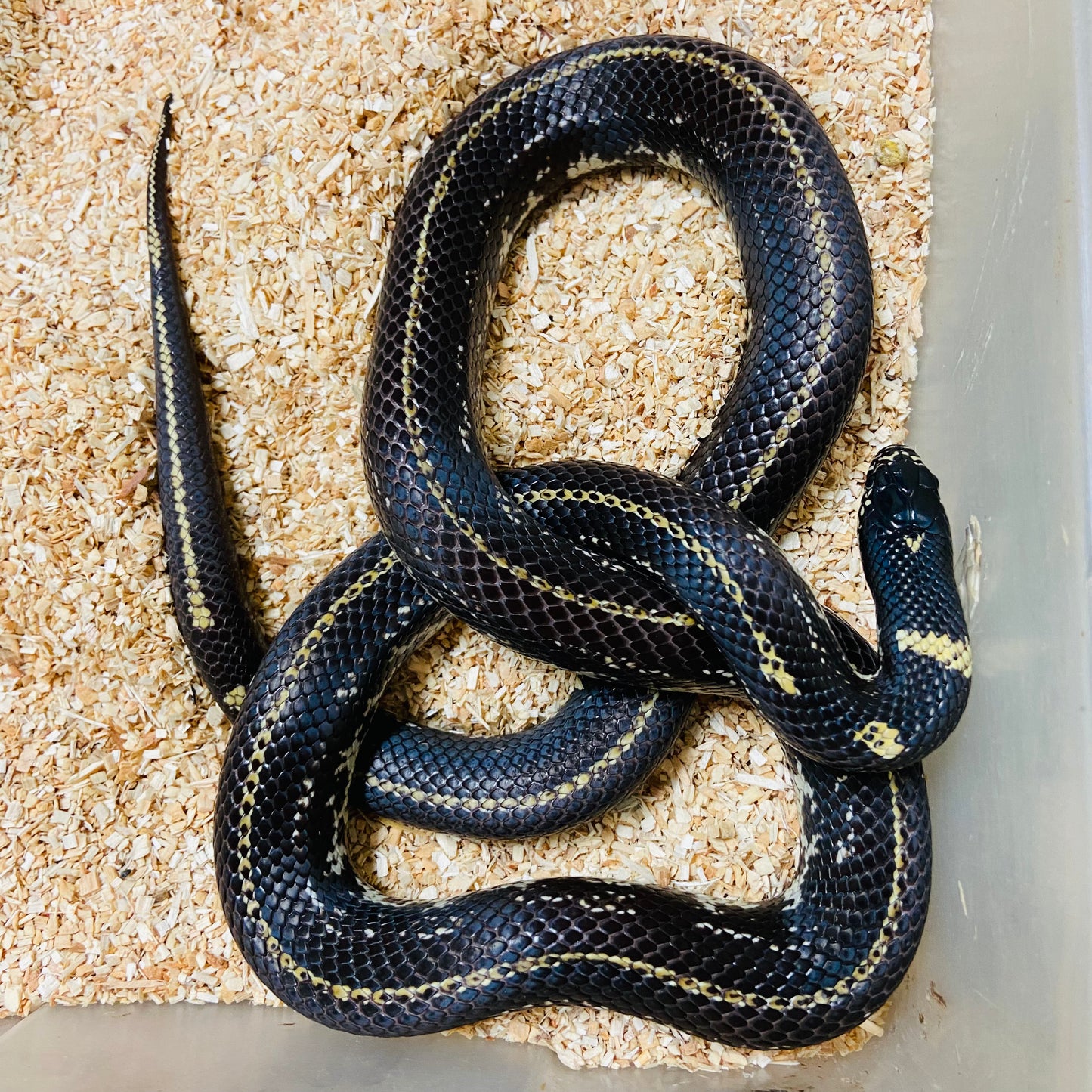 Het Lavender Snow California Kingsnakes 2022 Male M01