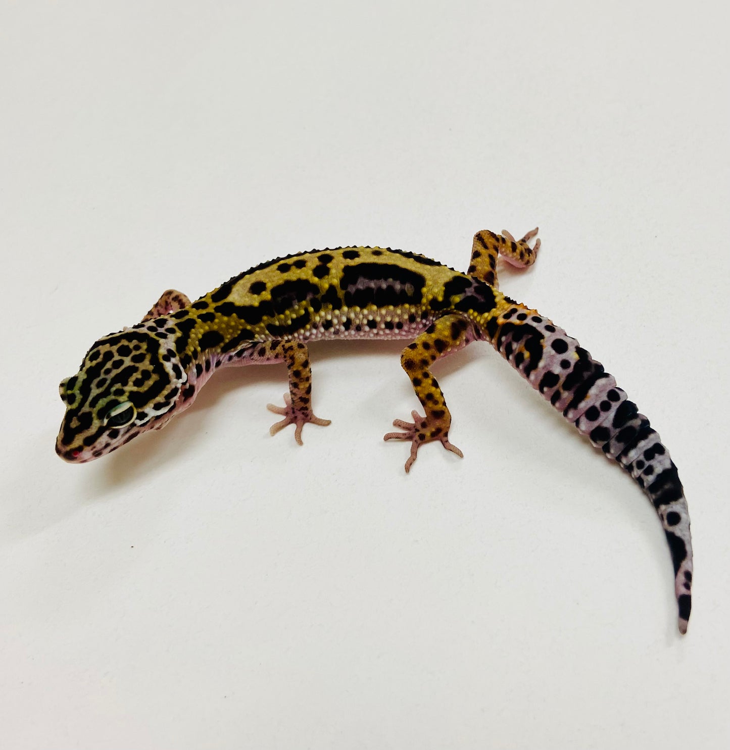 Dark Jungle Mack Snow Leopard Gecko 2025-143