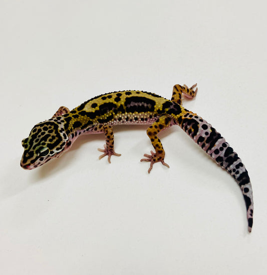 Dark Jungle Mack Snow Leopard Gecko 2025-143
