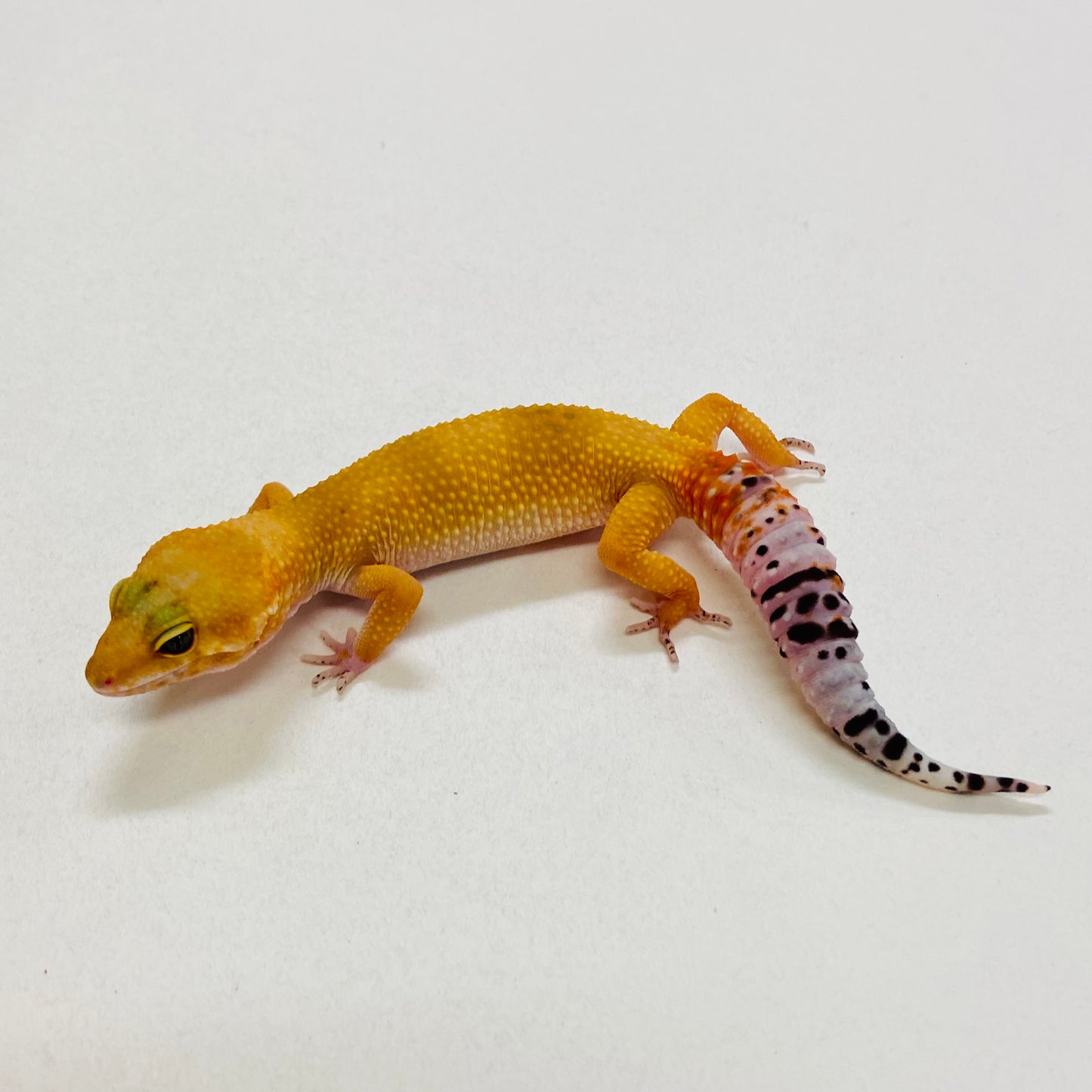 Tangerine Leopard Gecko Pos Female 2025-119