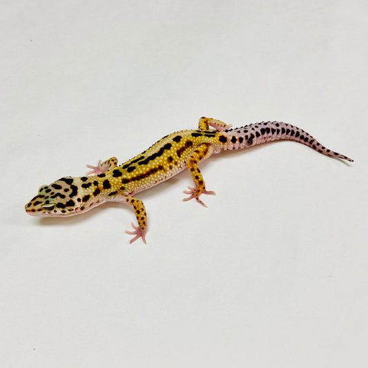 W/Y Eclipse Leopard Gecko Male A-B7-122124-1