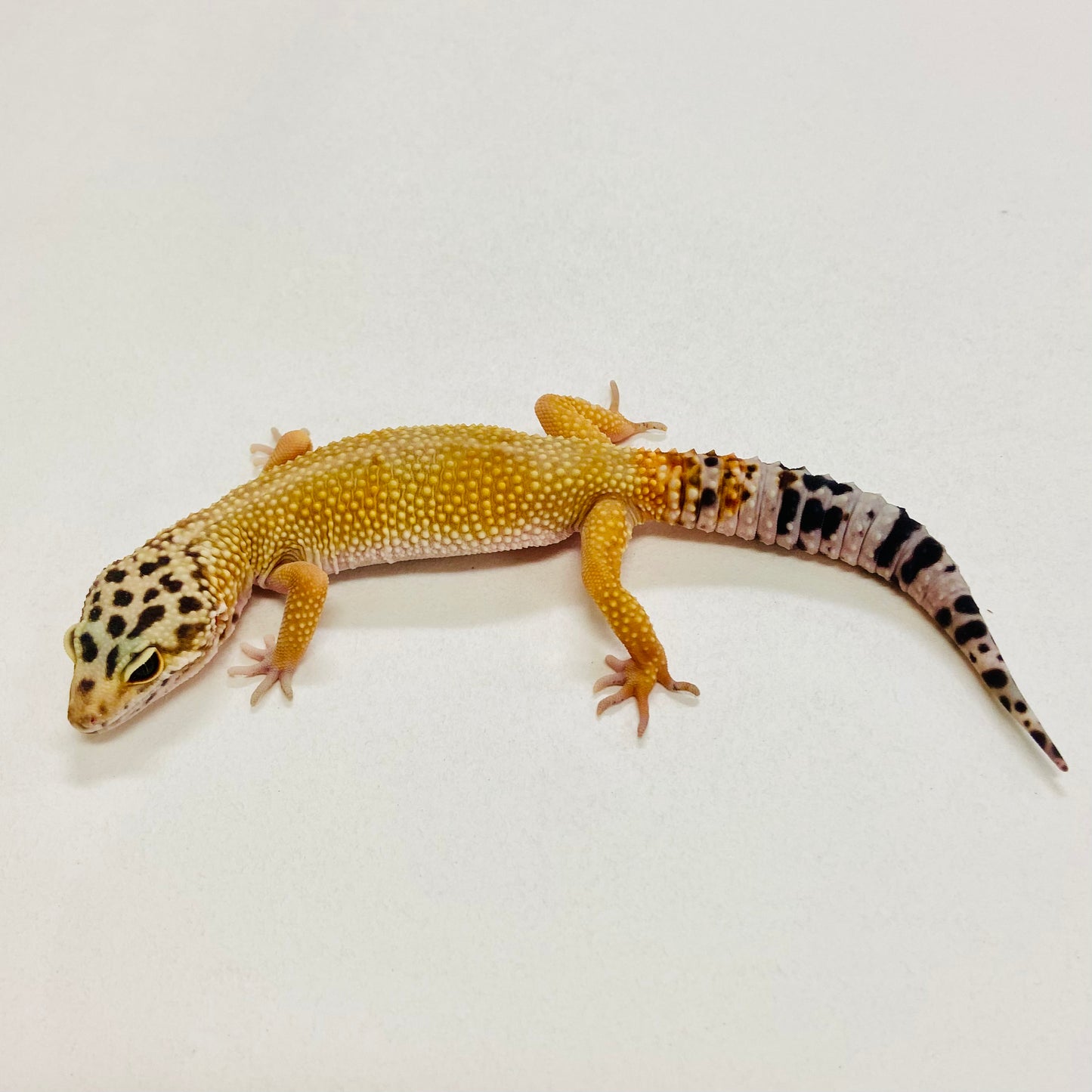 Tangerine Leopard Gecko Female 2025-156
