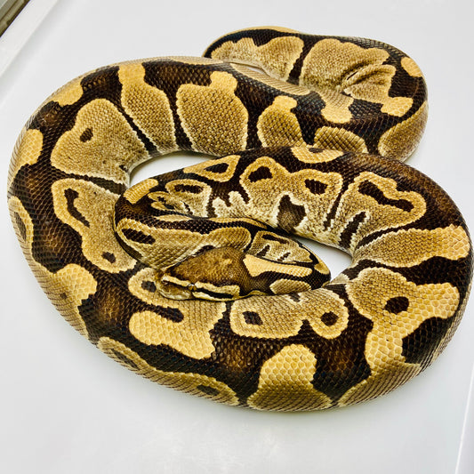 Adult Het Clown Ball Python Female 02