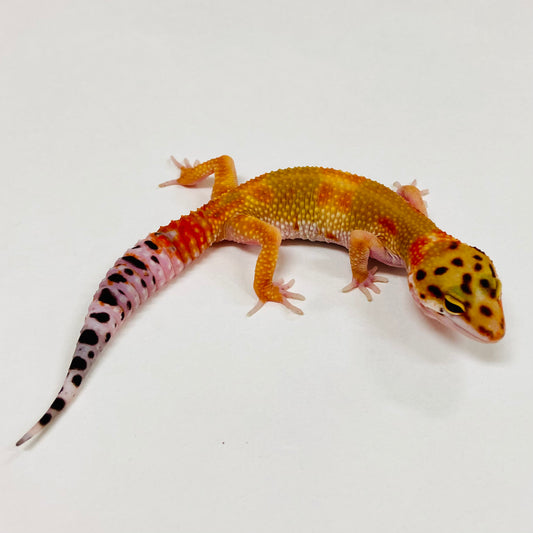 Citrine Leopard Gecko 2025-083