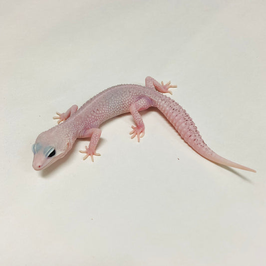 Universe Leopard Gecko Female A-A9-122124-1