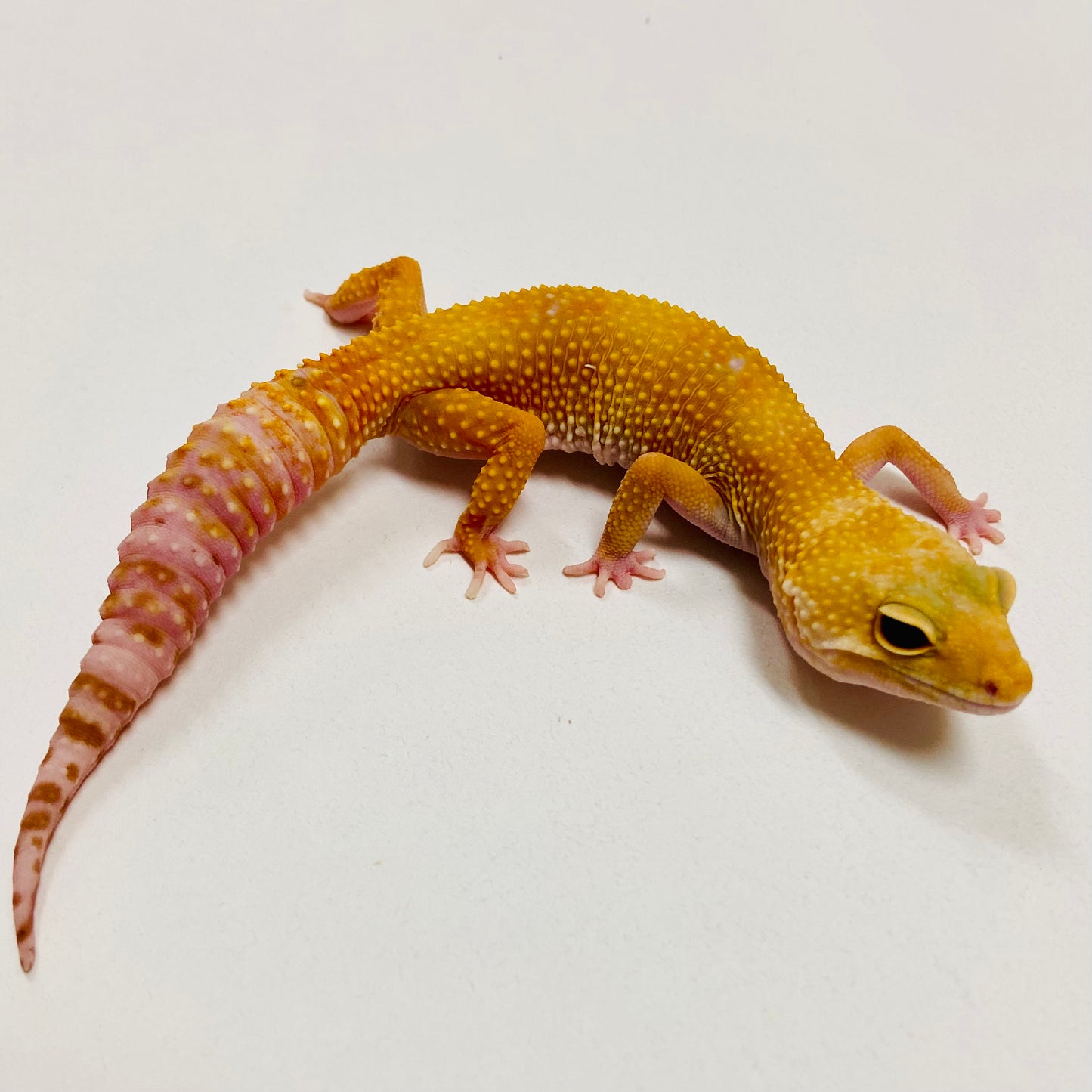 Leopard Gecko Female- Adopt LG09