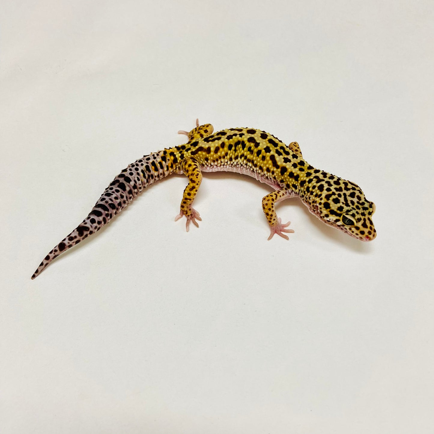 Dark Mack Snow Leopard Gecko Male B-B2-91024-1