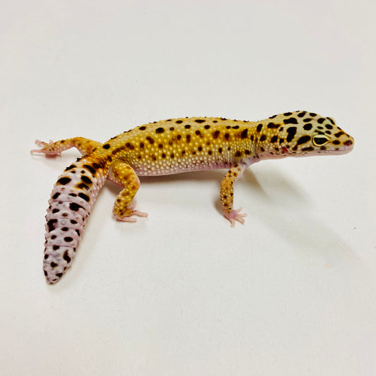 Leopard Gecko Female- Adopt LG08