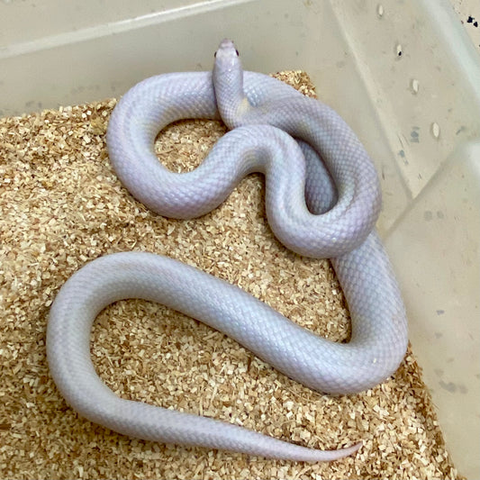 Adult Group- Lavender Snow California Kingsnake Group