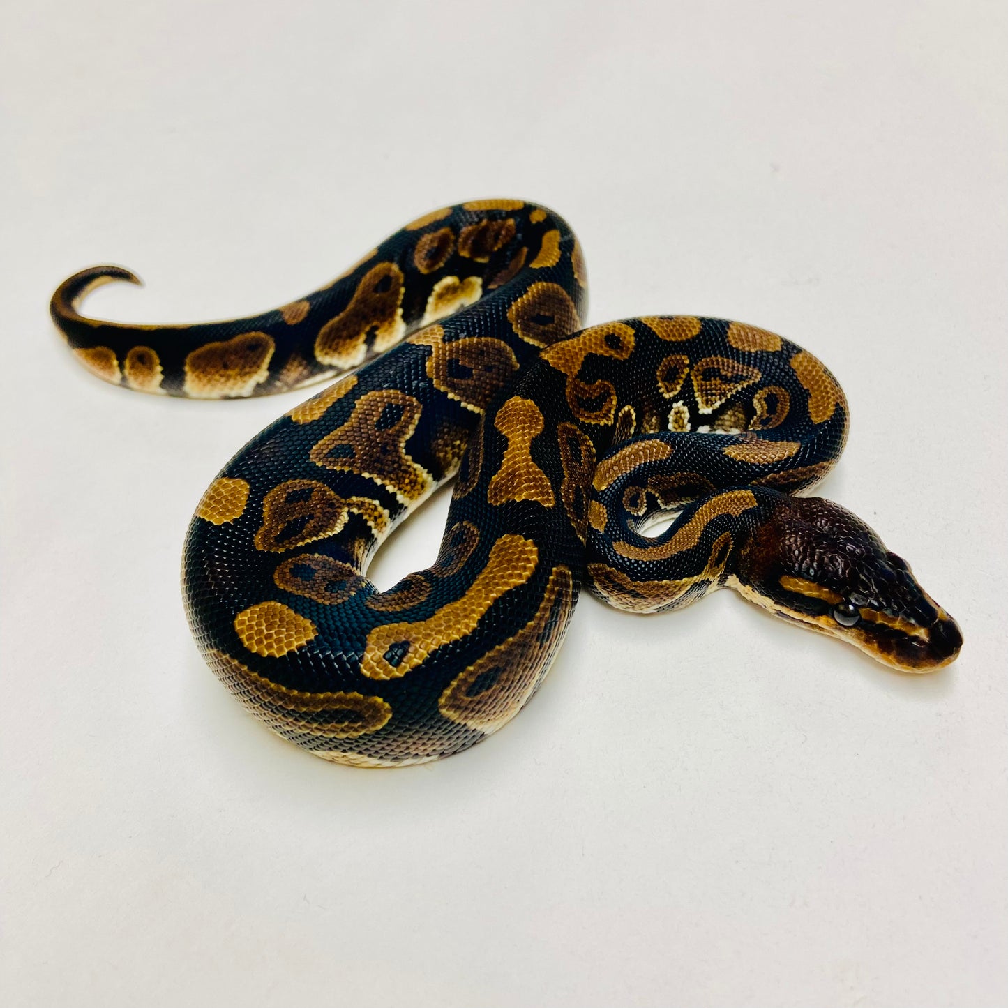 Mahogany Ball Python Male 2025M02