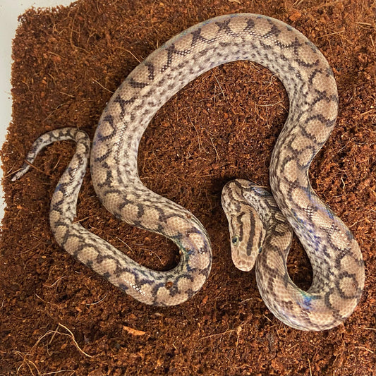 Colombian Rainbow Boa 2025 Male M08