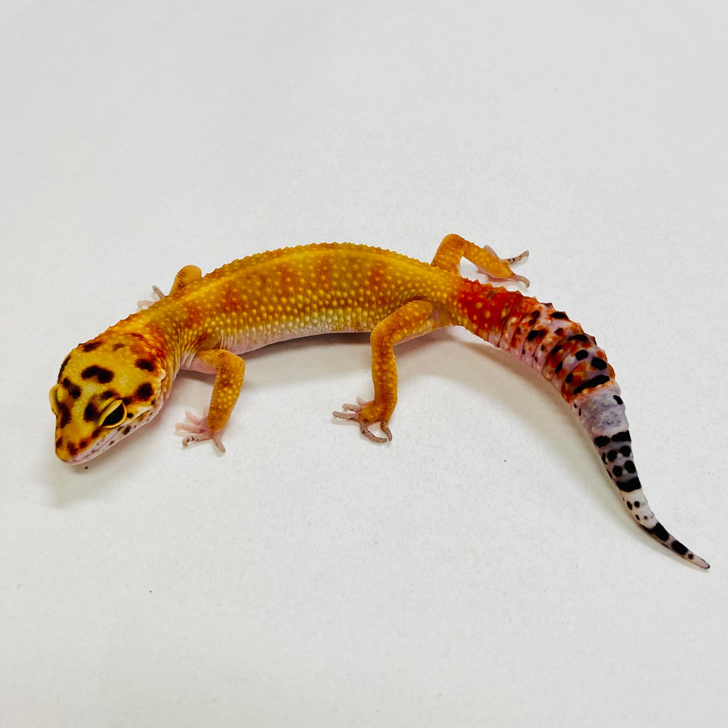 Citrine Leopard Gecko Female 2025-117