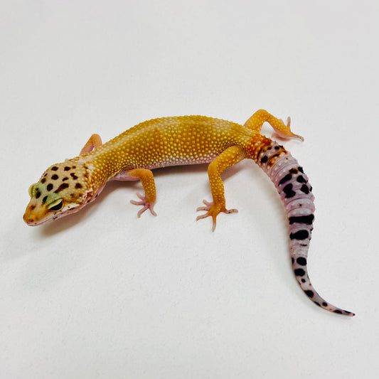 Tangerine Leopard Gecko 2025-156