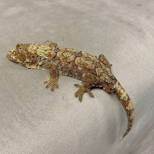 Chahoua Gecko 2023 Male 8323-1