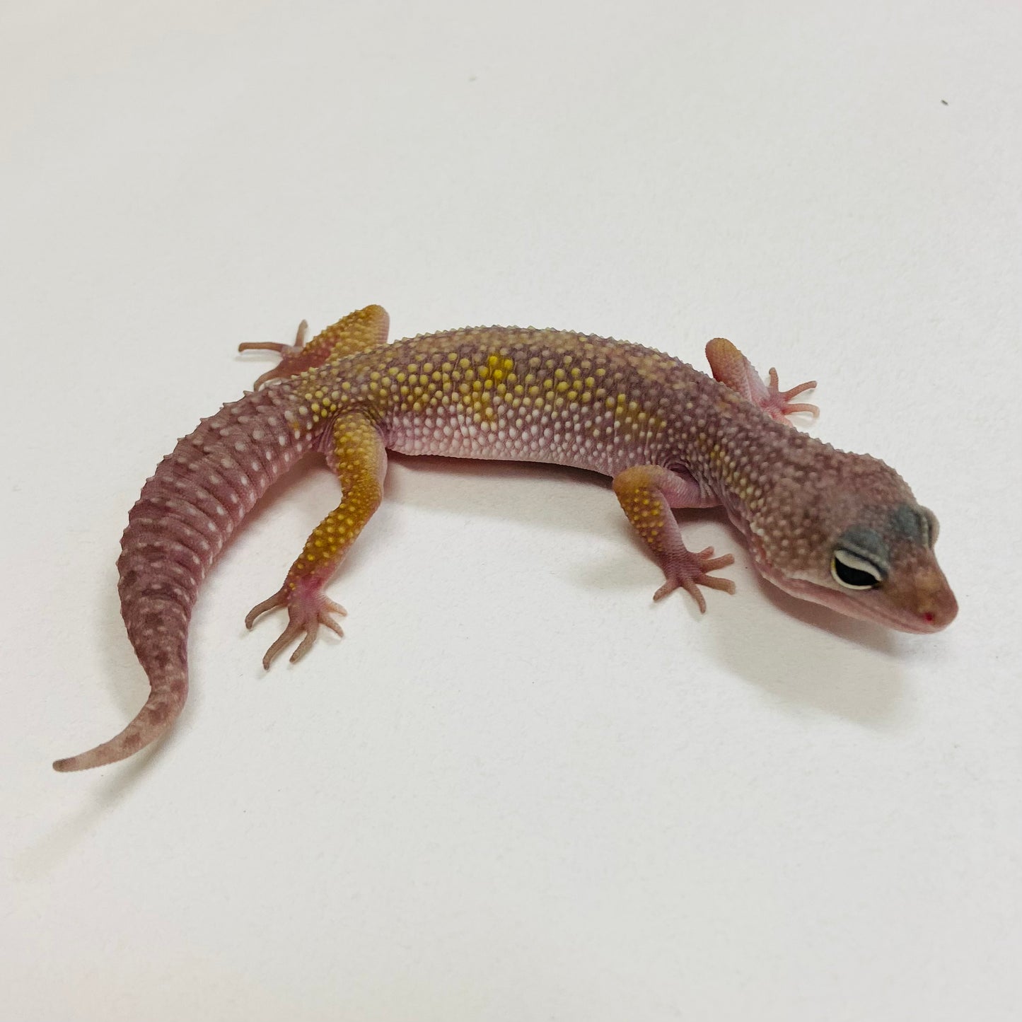 Murphy Patternless Pos MS Pos Male Leopard Gecko 2025-144