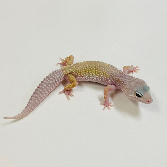 Murphy Patternless Pos MS Leopard Gecko Female 2025-201