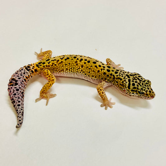 Mack Snow Leopard Gecko Female 2025-221