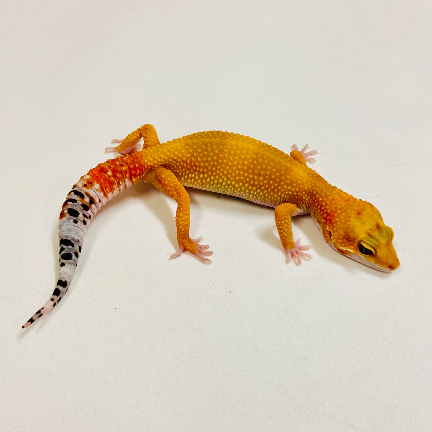 Super Hypo Tangerine Carrot Tail Leopard Gecko Female 2025-191