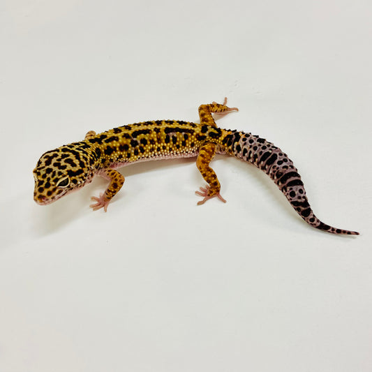 Jungle Mack Snow Leopard Gecko Male H-C3-81523-1