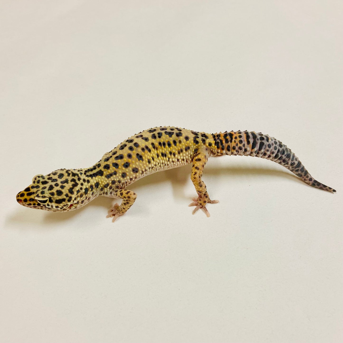 Mack Snow Leopard Gecko Male 2025-193
