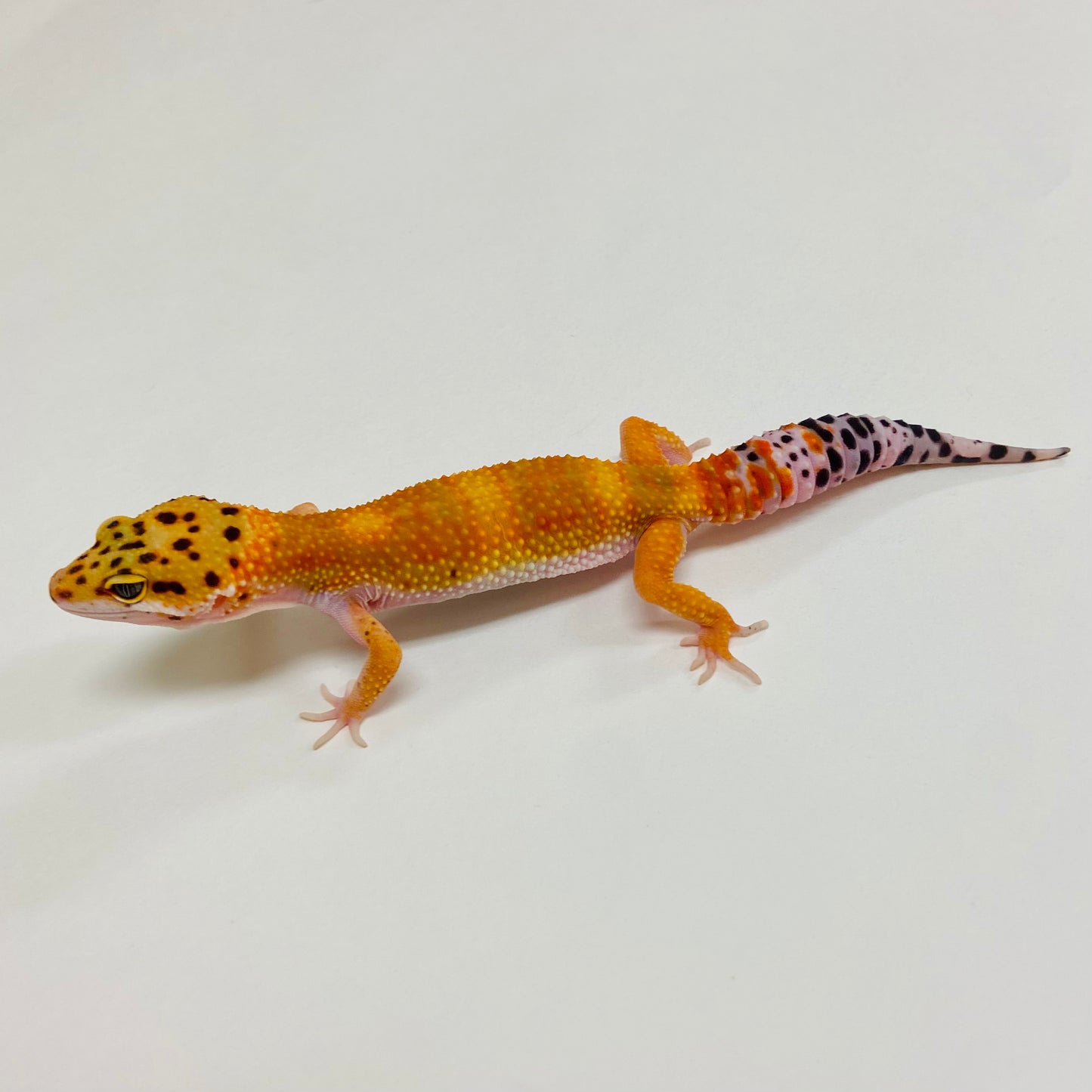 Tangerine Leopard Gecko 2025-129