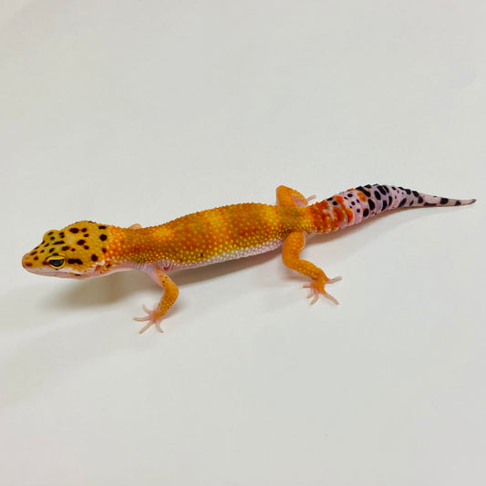 Tangerine Leopard Gecko 2025-129
