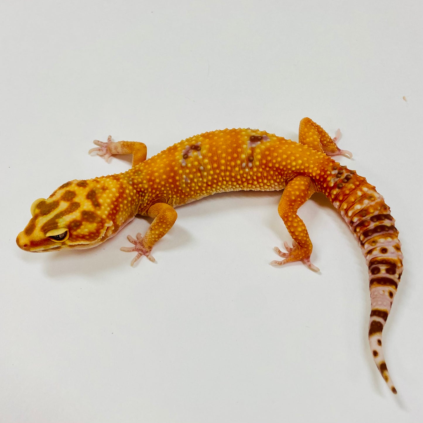 Adult Group 2.3 Raptor Leopard Gecko LBG-08