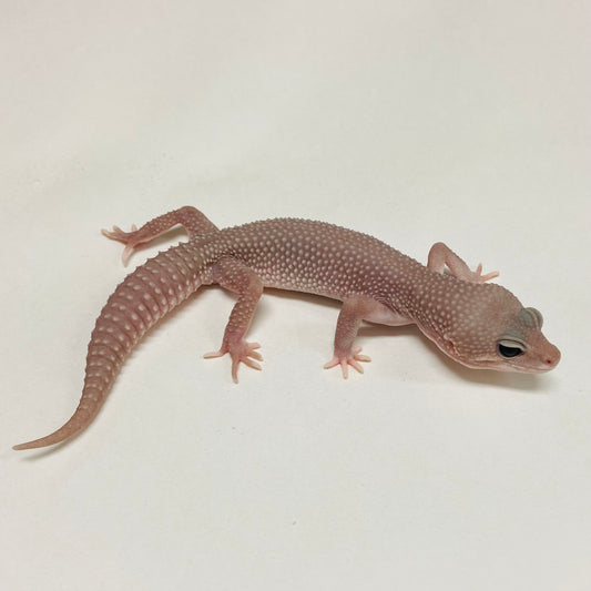 Super Snow Murphy Patternless Leopard Gecko Male B-C2-71324-1