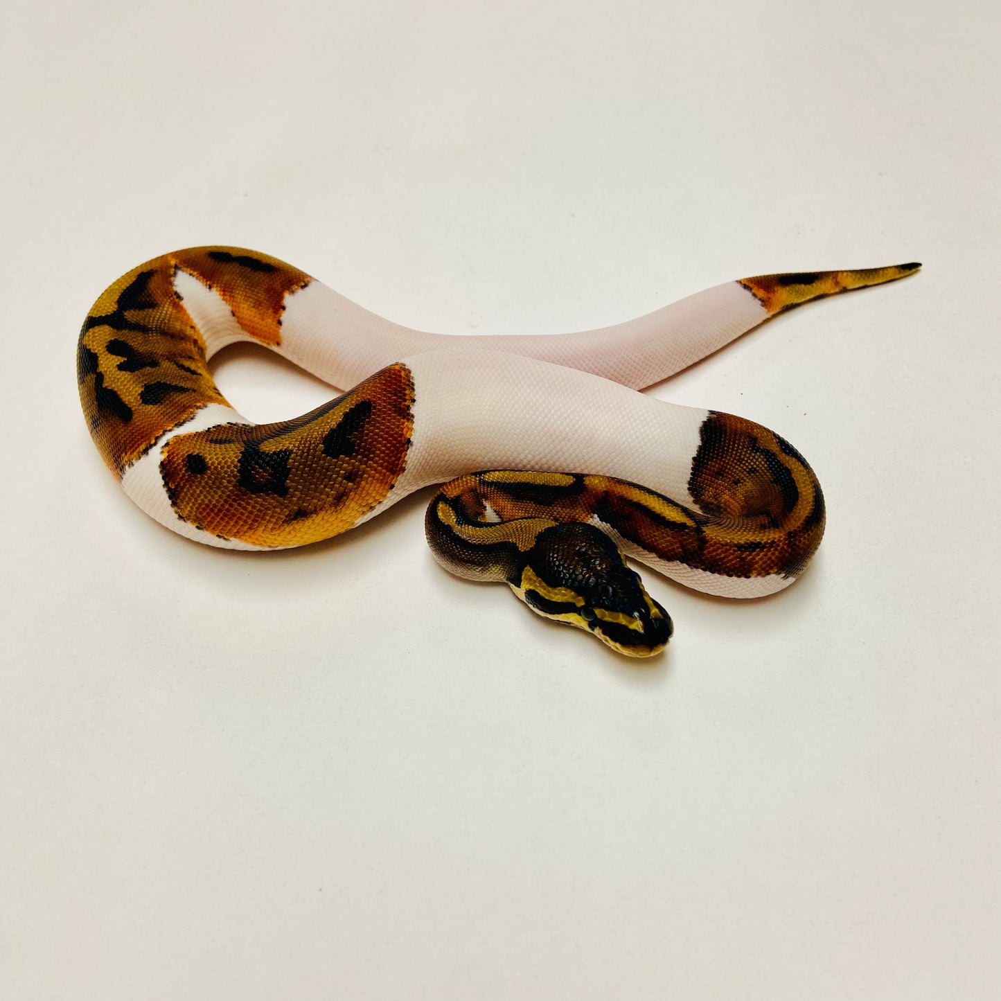 Pied Het Albino Ball Python Female 2025F02