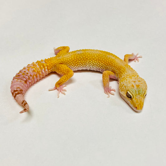 Raptor W/Y Leopard Gecko Female B-I6-81320-1