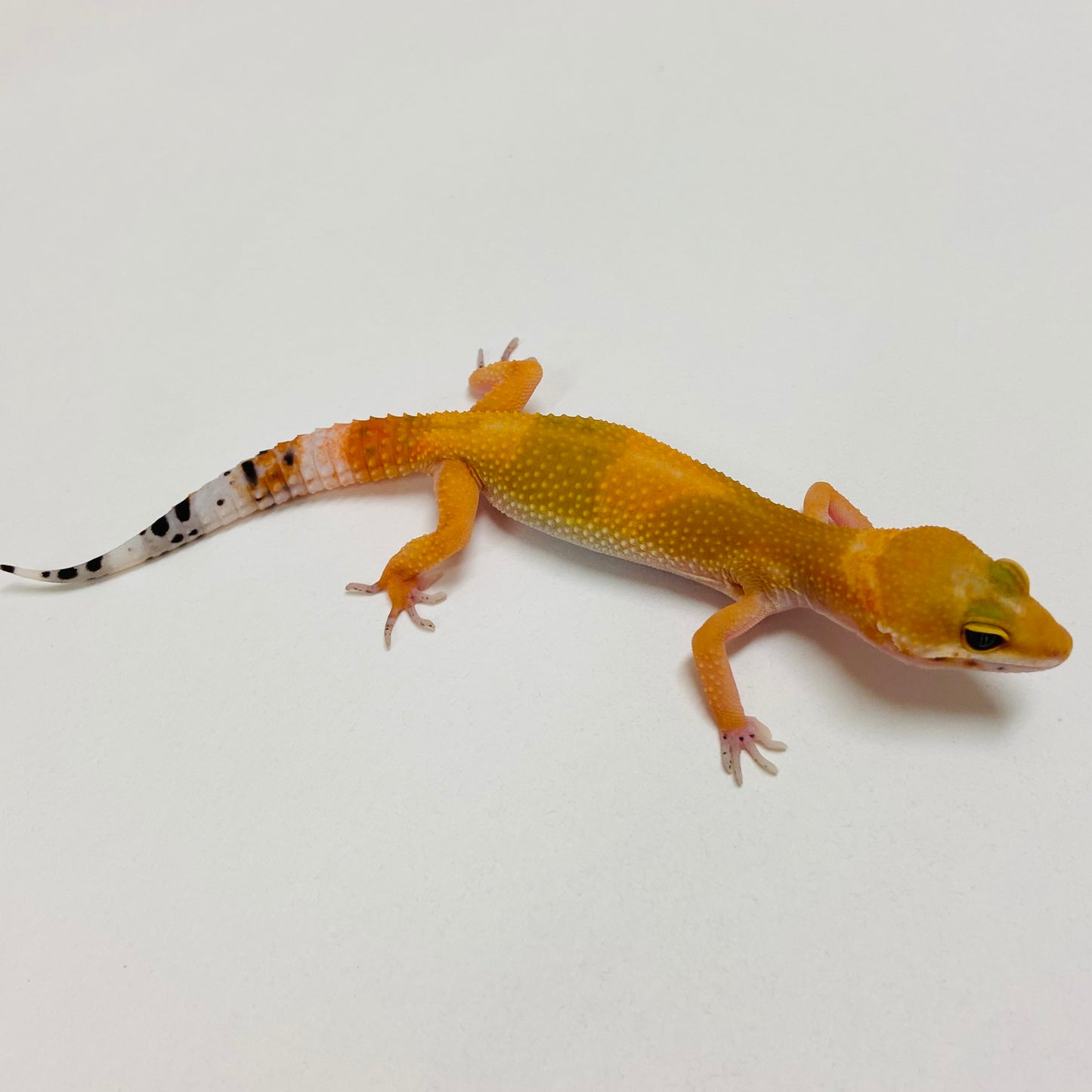 Tangerine Carrot Tail Leopard Gecko 2025-046