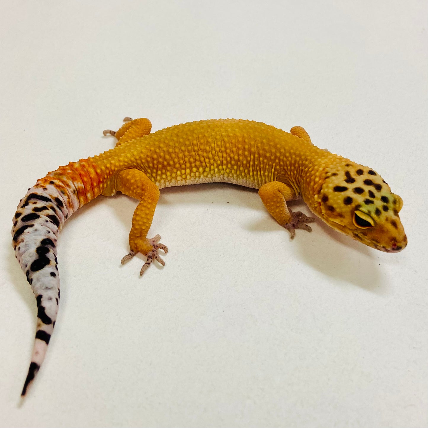 Super Hypo Blood Tangerine Carrot Tail Leopard Gecko Male 2025-099