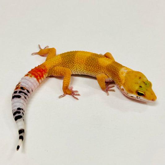 Citrine Leopard Gecko 2025-102