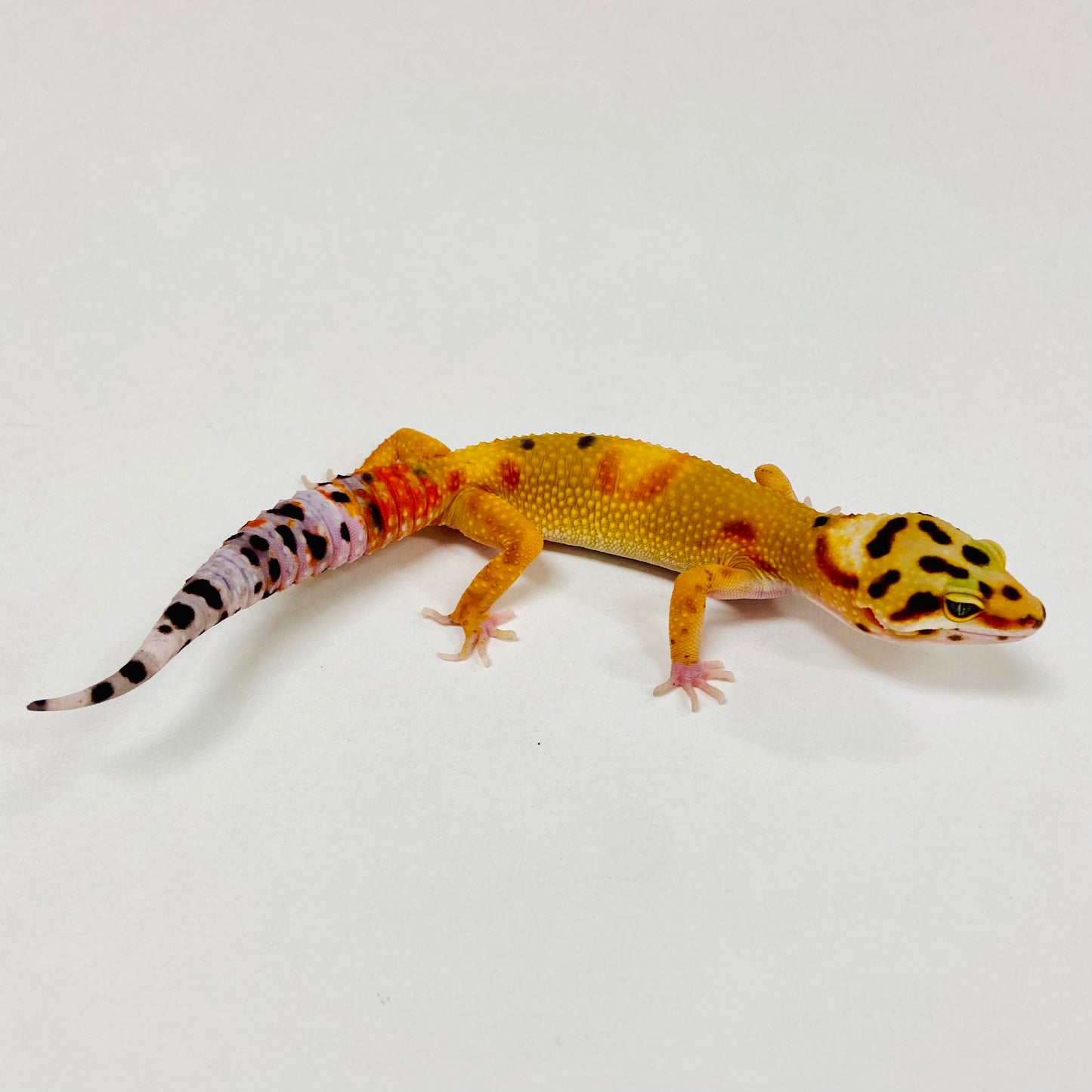 Citrine Leopard Gecko 2025-082