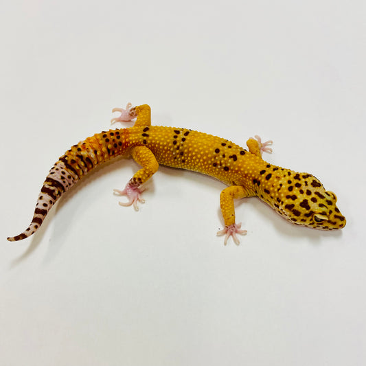 Adult Group 2.3 Raptor Leopard Gecko LBG-08