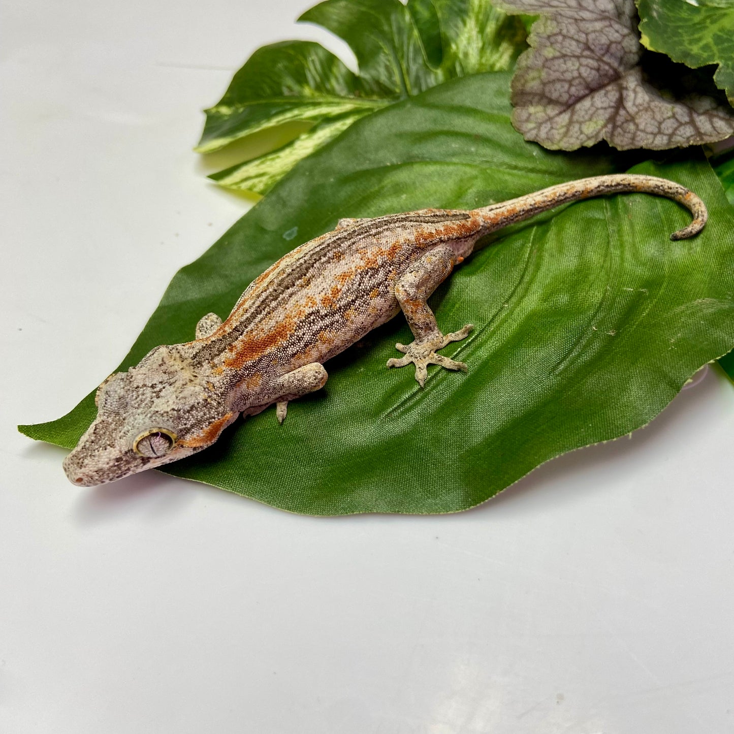 Orange Stripe Gargoyle Gecko 2024 Male 71124-01