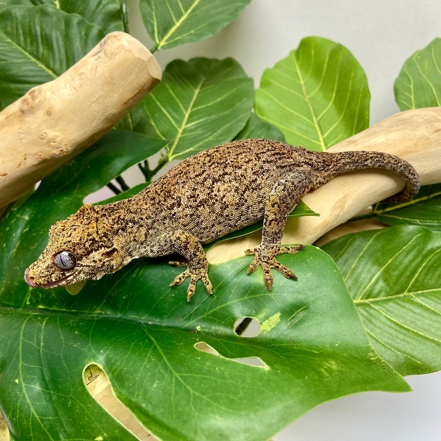 Red Blotch Reticulated Gargoyle Gecko Adult Female GPB18
