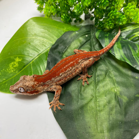 Red Super Stripe Gargoyle Gecko 2024 Male EH05